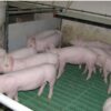 Természetes, GMO és adalék mentes süldőtáp, 25kg, granulált