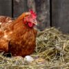Természetes, GMO és adalék mentes tyúk tojótáp, 25kg, granulált