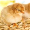 Természetes, GMO és adalék mentes csirke indítótáp, 25kg, morzsázott
